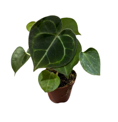 2" Custom Asst: Anthurium Clarinervium